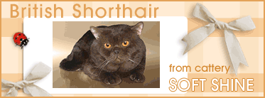 British Shorthair from cattery SOFT SHINE